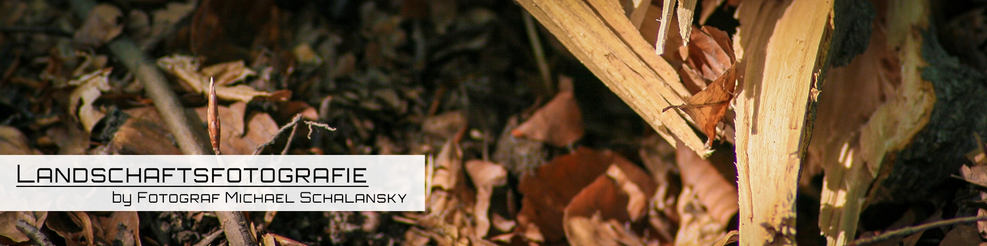 Nahaufnahme von zerbrochenem hellem Holz und getrocknetem braunen Herbstlaub auf dem dunklen Waldboden, im Gegenlicht fotografiert, symbolisch für Wachstum und Vergänglichkeit in der Natur, von Fotograf Michael Schalansky.
